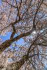 USA, Washington State, Seabeck. Flowering cherry blossoms and blue sky in spring. Art Print